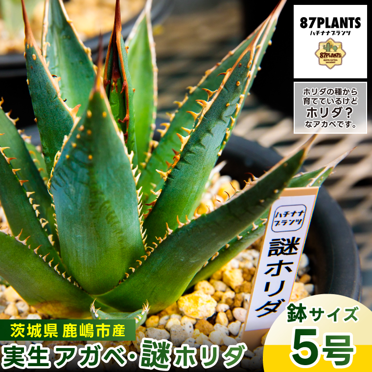 鹿嶋市産 実生アガベ 謎ホリダ【アガベ 謎ホリダ 多肉植物 鉢 茨城県 鹿嶋市 】（KCP-37）