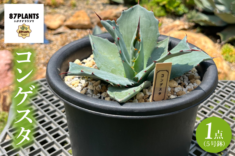 コンゲスタ（KCP-6）