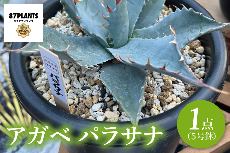 鹿嶋市産アガベ！　アガベ　パラサナ　５号鉢【アガベ多肉植物 キャベツヘッド 鉢 数量限定 茨城県 鹿嶋市 20000円以内】（KCP-9）