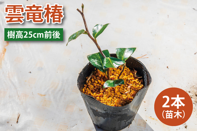 【2025年9月以降発送】雲竜椿　苗木×2（樹高25cm前後）【雲竜椿 苗木 ツバキ 三河雲龍 盆栽 茨城県 鹿嶋市 50000円以内】（KDM-005）