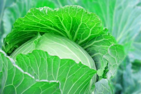 【先行予約】フルーツキャベツ（10kg）【産地直送 期間限定 人気 出荷時期限定 きゃべつ 野菜 お野菜 鹿嶋市 茨城県 】（KAG-31） 10kg