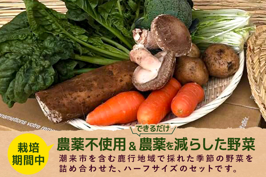 ＜ハーフサイズ＞ 『身体が喜ぶ野菜』詰め合わせ ( おまかせ ) 野菜 詰合せ 詰め合わせセット お任せ 季節の野菜 セット 栽培期間中農薬不使用 有機栽培 微生物農法 EM農法 露地栽培 産地直送 新鮮 野菜ボックス ギフト 家庭用 茨城県 潮来市 (A03-002)