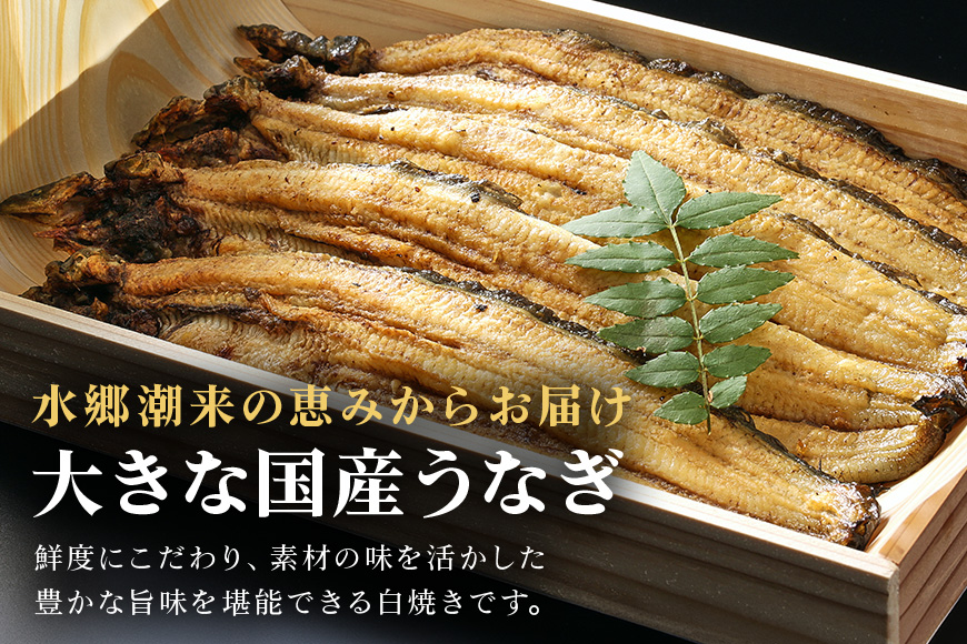 増田川魚店のうなぎ白焼＜大5本＞ うなぎ 白焼き 愛知県三河産 国産 ウナギ 鰻 炭火焼き しらやき ふっくら仕上げ 新鮮 活き締め 贈答用 ギフト 冷蔵配送 茨城県 潮来市 (A07-003)