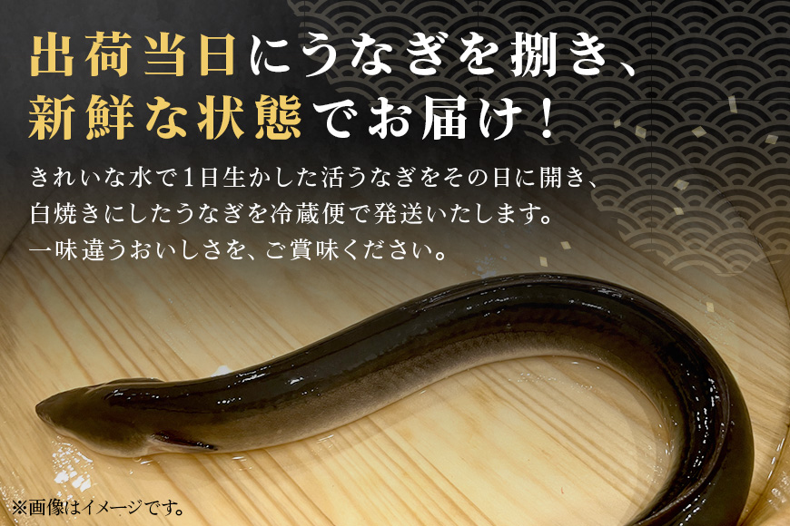 増田川魚店のうなぎ白焼＜大2本＞ うなぎ 白焼き 愛知県三河産 国産 ウナギ 鰻 炭火焼き しらやき ふっくら仕上げ 新鮮 活き締め 贈答用 ギフト 冷蔵配送 茨城県 潮来市 (A07-004)