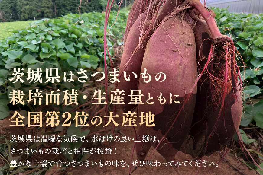 さつまいも 熟成紅はるか 約10kg 無選別 (L～Sサイズ) 茨城県産 ねっとり 甘い 焼き芋 大学芋 天ぷら 熟成 自然の甘み スイーツ 野菜 サツマイモ 茨城県 潮来市 (A52-001)