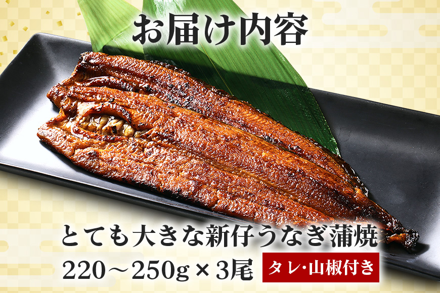 超特大!やわらか 国内産うなぎ蒲焼 220～250g 3尾 計660g以上 肉厚ジューシー ふっくら柔らか ブランド鰻使用 秘伝のタレ・山椒付き 湯煎で簡単調理 うな丼 うな重 贈答用 ギフト 冷蔵配送 茨城県 潮来市 (A23-005)