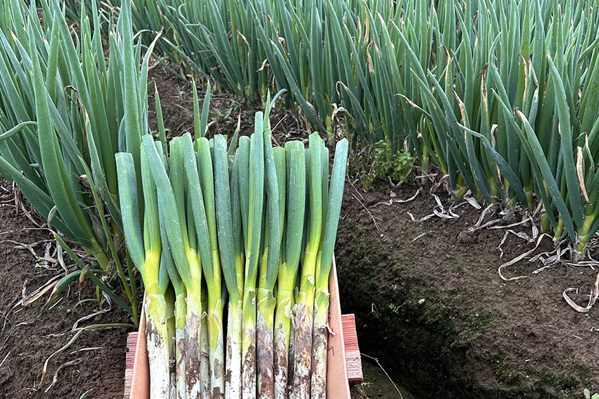 あまトロ葱使用 でんねぎ餃子 50個 (10個×5パック) 茨城県産 林SPF豚 鹿嶋ダコ オホーツク産ホタテ 銚子産キャベツ 厳選素材使用 冷凍餃子 旨味たっぷり 簡単調理 茨城県 潮来市 (A38-001)