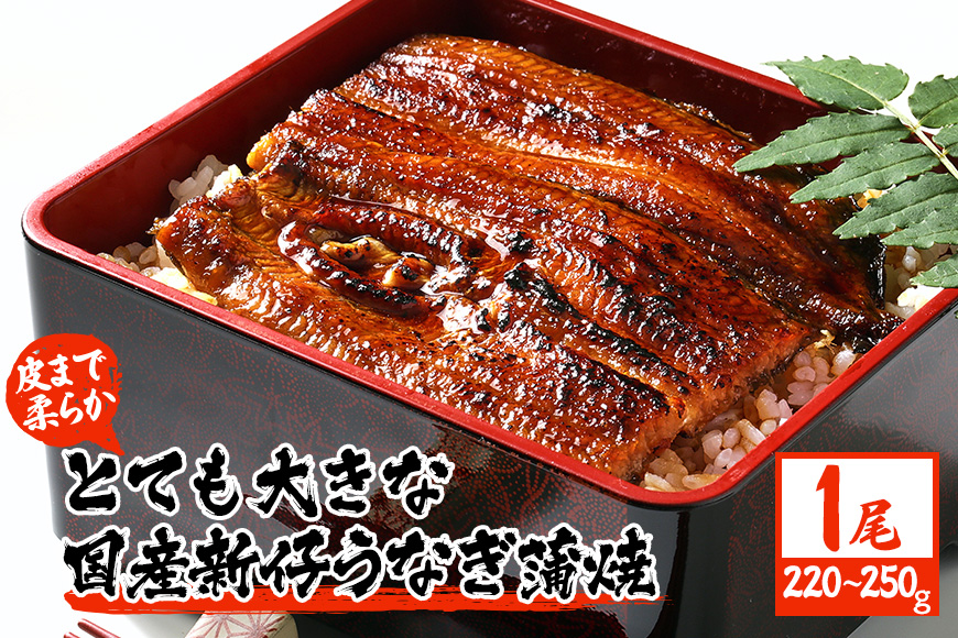 超特大!やわらか 国内産うなぎ蒲焼 220～250g 1尾 肉厚ジューシー 国産ブランド鰻 ふっくら仕上げ 蒲焼きのタレ・山椒付き 湯煎で簡単調理 うな丼 うな重 ギフト 贈答用 冷蔵配送 茨城県 潮来市 (A23-003)
