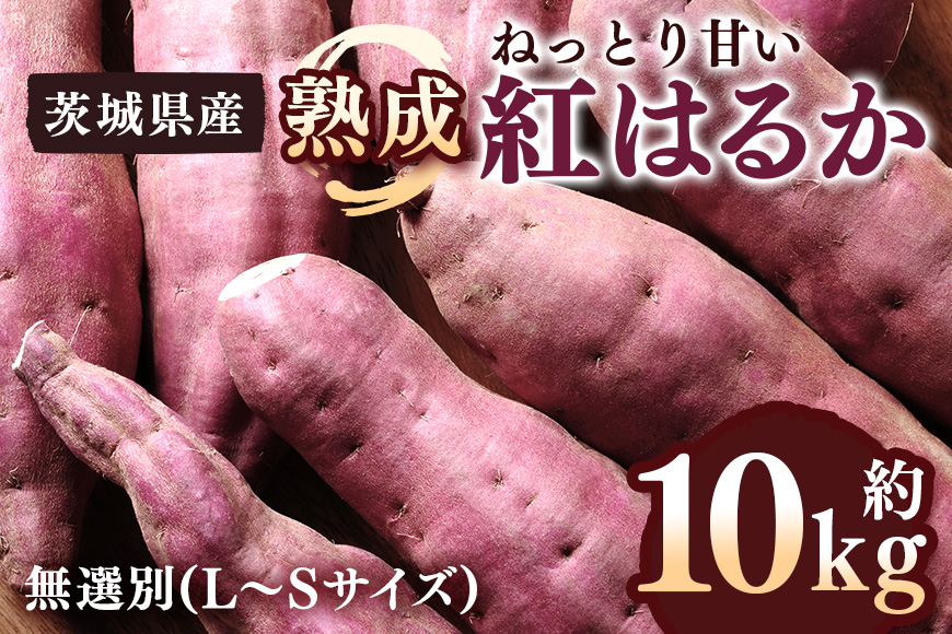 さつまいも 熟成紅はるか 約10kg 無選別 (L～Sサイズ) 茨城県産 ねっとり 甘い 焼き芋 大学芋 天ぷら 熟成 自然の甘み スイーツ 野菜 サツマイモ 茨城県 潮来市 (A52-001)