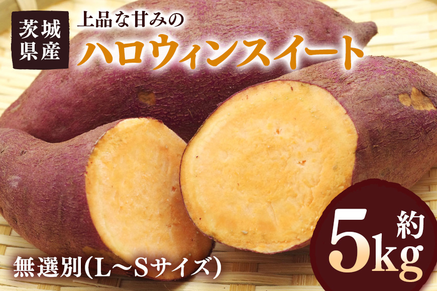 さつまいも ハロウィンスイート 約5kg 無選別(L～Sサイズ) 茨城県産 カボチャ 風味 焼き芋 お菓子 ハロウィン 自然の甘み スイーツ 野菜 サツマイモ 茨城県 潮来市 (A52-005)