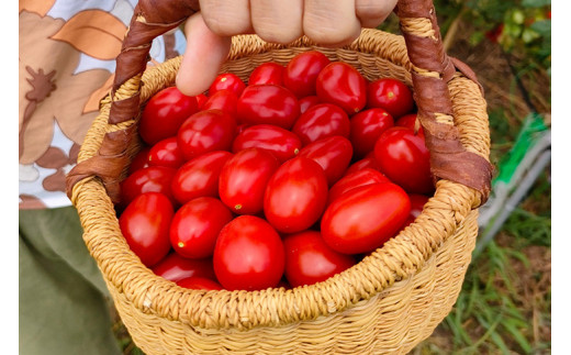 オーガニック高糖度ミニトマト「ロッソナポリタン」【農