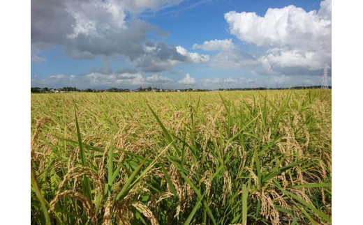 令和5年茨城県産コシヒカリ10kg【玄米】