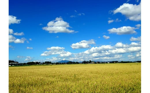 ☆茨城の大粒新人 プレミアムふくまる特別栽培米 5kg【白米