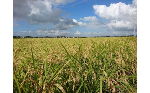 煌めく艶　令和6年 茨城県産 コシヒカリ 10kg (5kg×2) 【白米