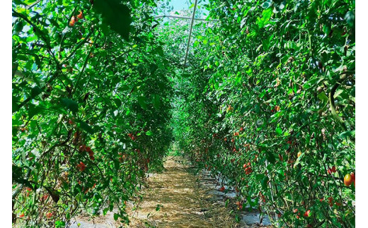 オーガニック高糖度ミニトマト「ロッソナポリタン」【農