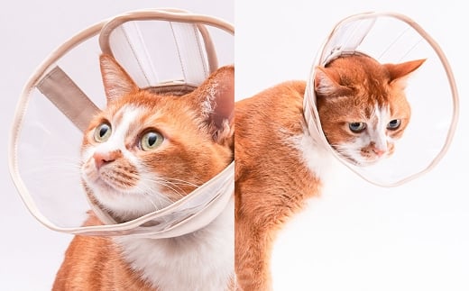 【Lサイズ】ぽぽねこ 軽くて柔らかい猫用エリザベスカラー