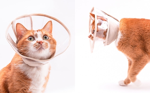 【Lサイズ】ぽぽねこ 軽くて柔らかい猫用エリザベスカラー