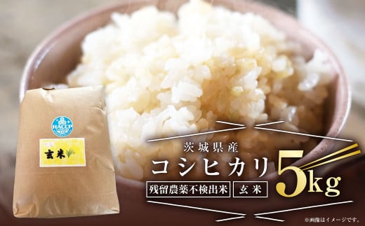 【残留農薬不検出米】茨城県産 コシヒカリ 5kg【玄米】 令