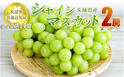 シャインマスカット 2房【茨城県共通返礼品 かすみがうら