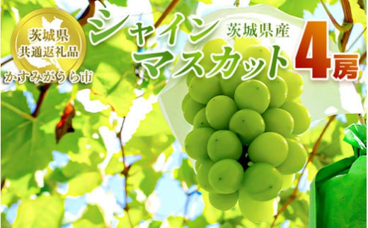 シャインマスカット 4房【茨城県共通返礼品 かすみがうら
