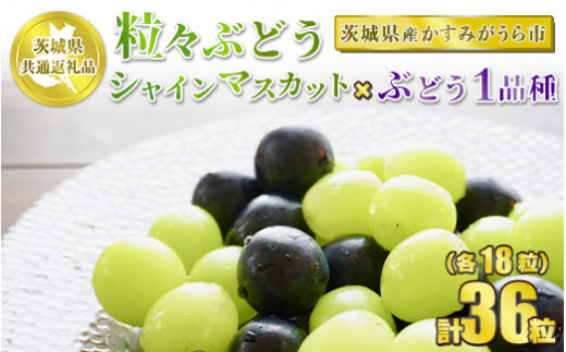 粒々ぶどう 合計36粒 各18粒 シャインマスカットとぶどう1品