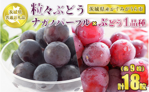 粒々ぶどう 合計18粒 各9粒 ナガノパープルとぶどう1品種【