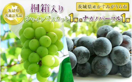 桐箱入りシャインマスカット1房とナガノパープル1房【茨城