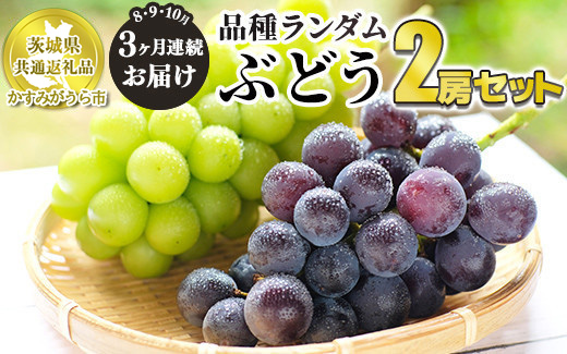 【定期便】ぶどう品種ランダム2房セット 3ヶ月連続お届け