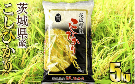 令和5年産茨城コシヒカリ　5kg【お米・コシヒカリ・米・5kg