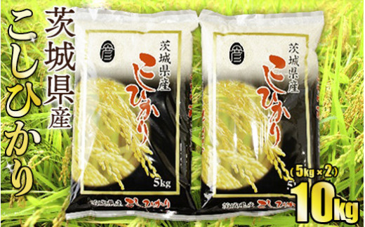 令和5年産茨城コシヒカリ　5kg×2【お米・コシヒカリ・米・1