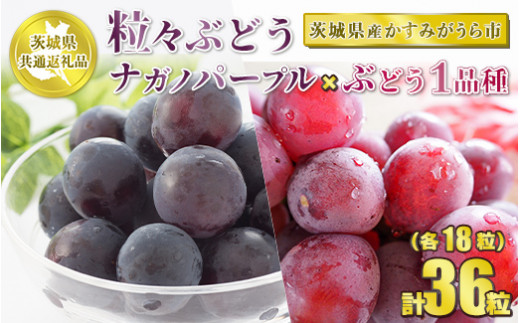 粒々ぶどう 合計36粒 各18粒 ナガノパープルとぶどう1品種【