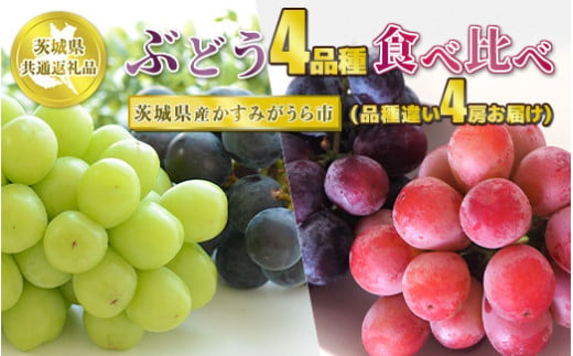 ぶどう4品種 食べ比べ【茨城県共通返礼品 かすみがうら市
