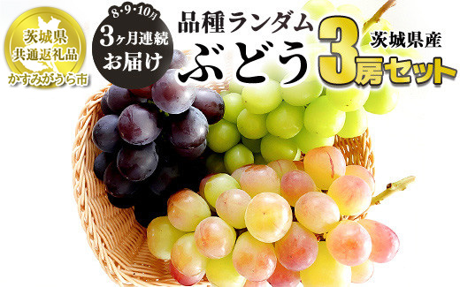 【定期便】ぶどう品種ランダム3房セット 3ヶ月連続お届け