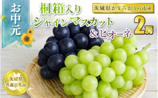 お中元 シャインマスカットとピオーネ桐箱入り2房 【茨城