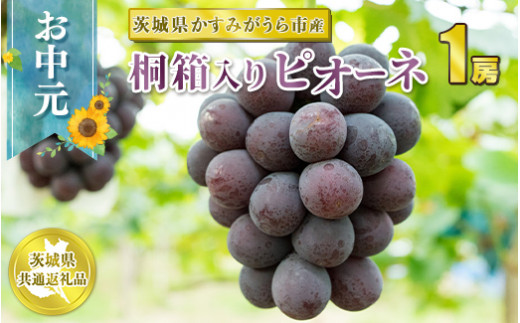 お中元 ピオーネ 桐箱入り 1房【茨城県共通返礼品 かすみが