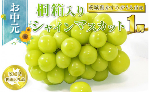 お中元 シャインマスカット桐箱入り1房【茨城県共通返礼品