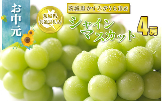 お中元 シャインマスカット 4房【茨城県共通返礼品 かすみ