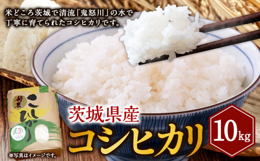 コシヒカリ 10kg 米 お米 ご飯 ごはん こしひかり 白米 精米