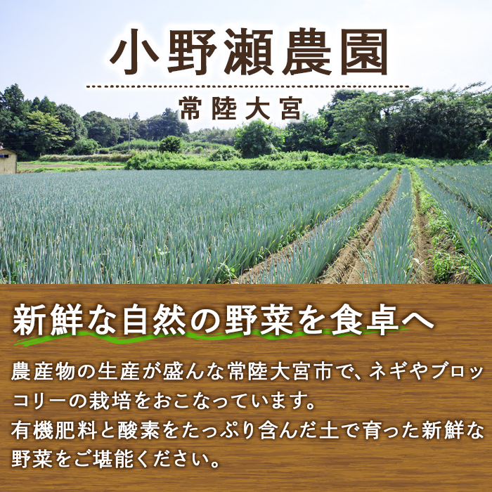 特選ブロッコリー 3kg 小野瀬農園 【小野瀬農園】【ho1417】