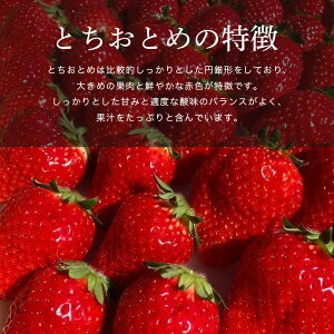 【先行予約】いちごのおくりもの（最高級とちおとめ）１シート（12～15粒） いちご イチゴ 苺 とちおとめ フルーツ 果物 くだもの デザート 【hiko farm（ヒコファーム）】【ho1569】