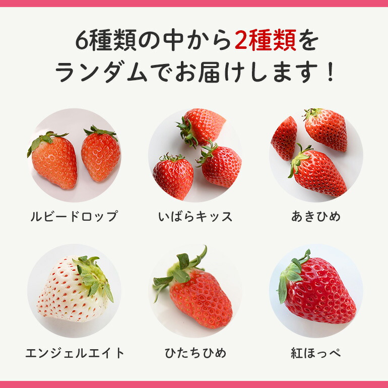 【先行予約】大粒いちごセット 280g×2パック イチゴ 苺フルーツ 果物 くだもの デザート 【つづく農園】【ho1573】