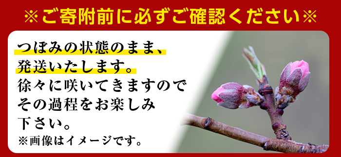 【先行予約】奥久慈の花桃 2スリーブ 促成切り枝 枝物 枝もの 切り枝 桃 花桃 もも 生け花 インテリア 【JA常陸　奥久慈枝物部会】【ho1597】