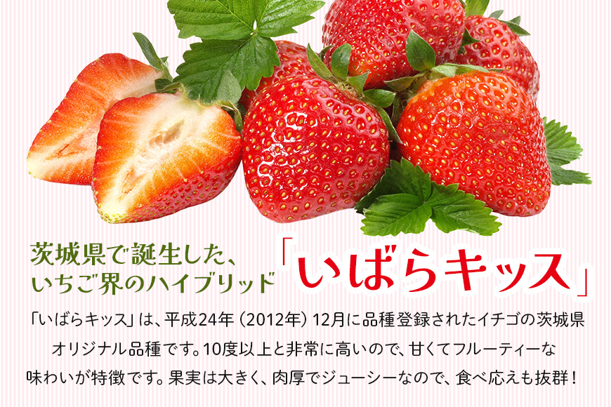 いばらキッス2セット（大粒18～24粒） いちご イチゴ 苺 旬 フルーツ 青果 果物 デザート 茨城 冷蔵 【たつのくち農園】【ho1465】