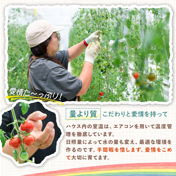 フルーツトマトジュース 180ml 5本入り トマトジュース トマト ジュース 無塩 常温 常温保存 【常陸太陽の庭】【ho1372】