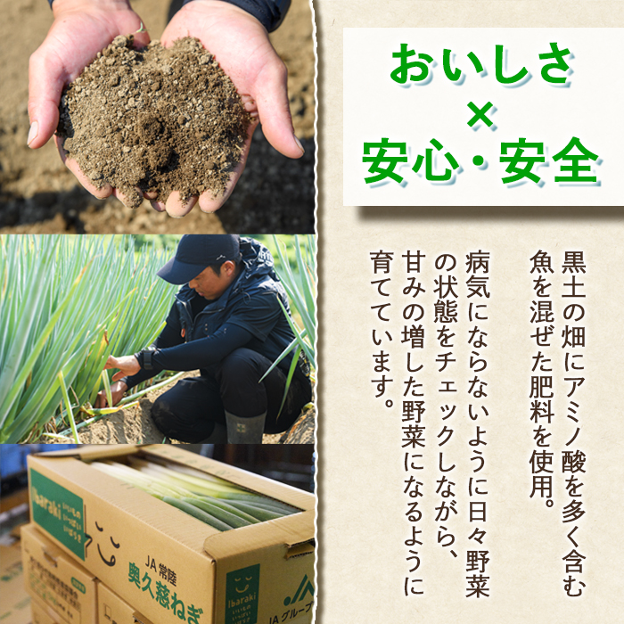 特選ブロッコリー 3kg 小野瀬農園 【小野瀬農園】【ho1417】