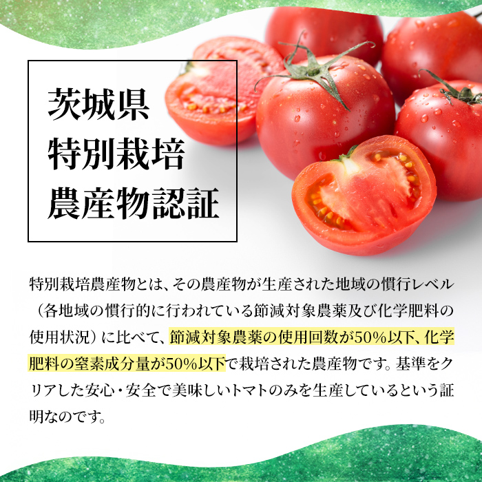雅農園ミニトマト6パック トマト 野菜 とまと やさい 新鮮 産地直送 ミニトマト【雅農園】【ho1428】