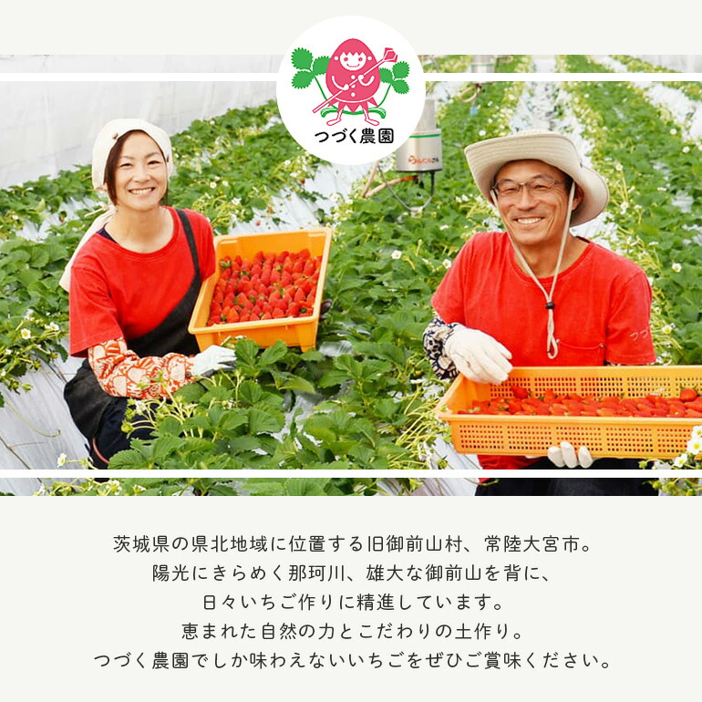 【先行予約】大粒いちごセット 280g×2パック イチゴ 苺フルーツ 果物 くだもの デザート 【つづく農園】【ho1573】