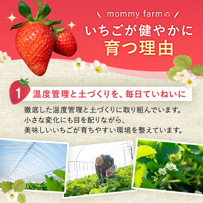 【期間限定】いちご（やよいひめ） いちご イチゴ 苺 やよいひめ フルーツ 果物 くだもの デザート スムージー ジャム 期間限定 【株式会社mommy farm】【ho1593】