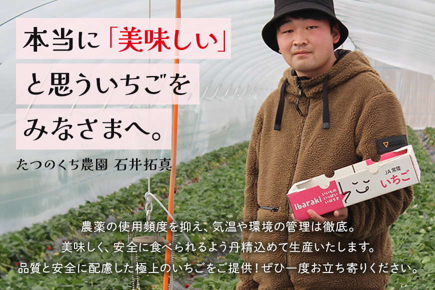 いばらキッス2セット（大粒18～24粒） いちご イチゴ 苺 旬 フルーツ 青果 果物 デザート 茨城 冷蔵 【たつのくち農園】【ho1465】
