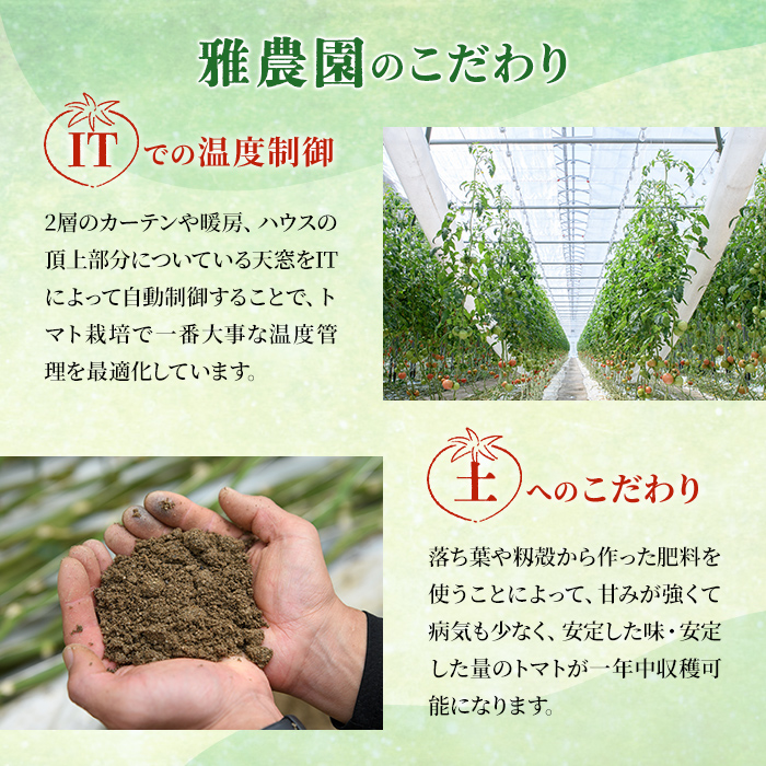 雅農園大玉トマト4パック トマト 野菜 とまと やさい 新鮮 産地直送 【雅農園】【ho1429】